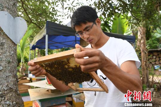 图为云志勤在查看蜂箱。　骆忠华 摄