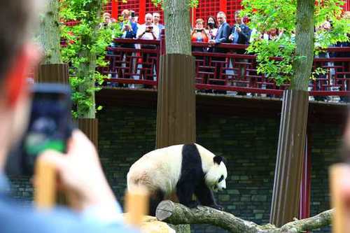 旅荷大熊猫星雅武雯首次公开亮相