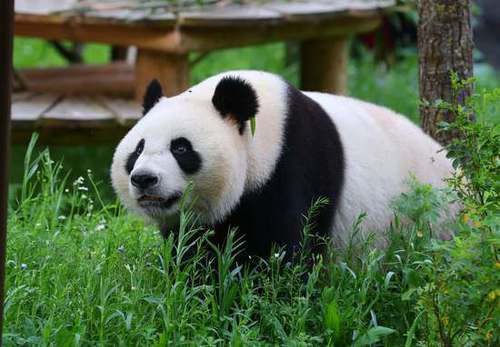 旅荷大熊猫星雅武雯首次公开亮相