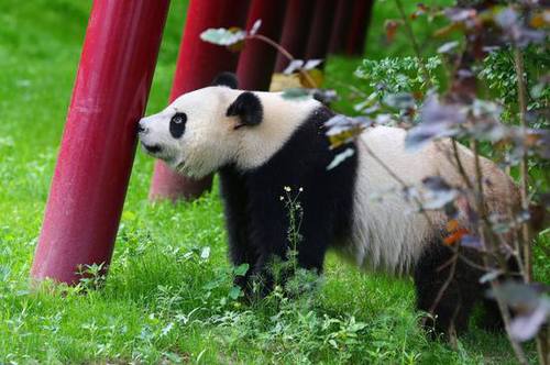 旅荷大熊猫星雅武雯首次公开亮相