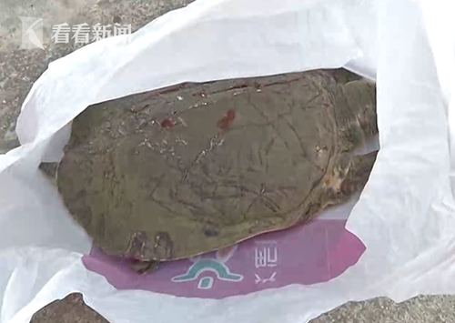 甲鱼从天而降砸穿小轿车 业主拒赔:又不是我扔的