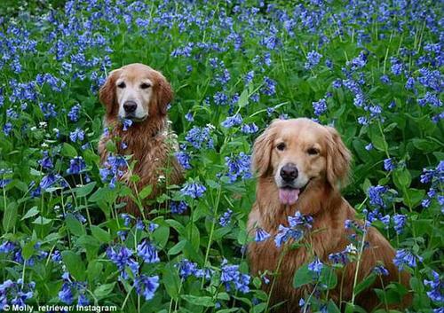 金毛犬秀逆天平衡神功：鼻上顶50块狗粮