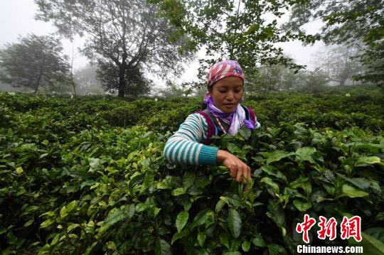云南怒江老姆登村致富新路径：茶尖上采出生活新希望