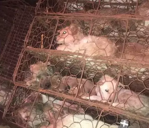 货车载上千只猫狗被拦下 法律人士:拦车也属违法