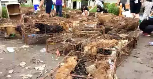 货车载上千只猫狗被拦下 法律人士:拦车也属违法