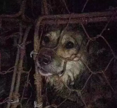 货车载上千只猫狗被拦下 法律人士:拦车也属违法
