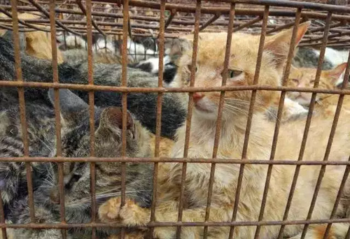 货车载上千只猫狗被拦下 法律人士:拦车也属违法
