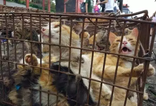 货车载上千只猫狗被拦下 法律人士:拦车也属违法