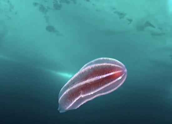 潜水员格陵兰岛冰盖下发现奇异生物世界