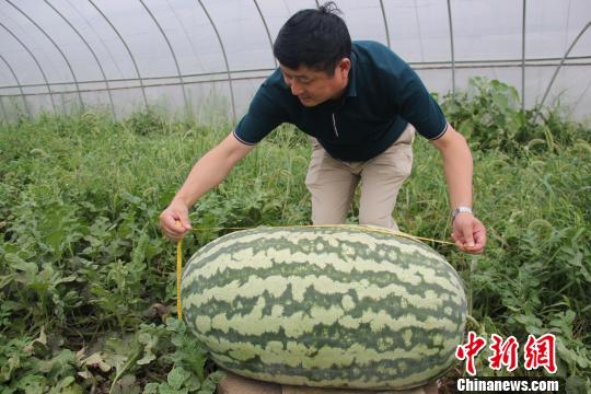 江苏泗洪近百公斤“瓜王”义卖圆贫困学子上学梦