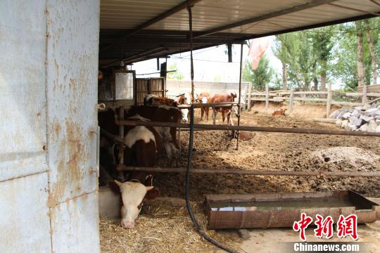 图为村里的养牛场。　张帆 摄