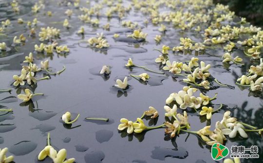 秋季雨水多 学生饮食要温干