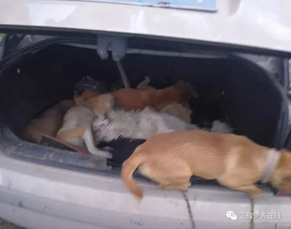 男子射杀土狗后遭遇交警排查 拒绝配合将辅警刮伤