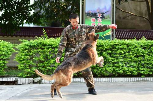 功勋犬去世 这群军人用最高礼节向其致敬