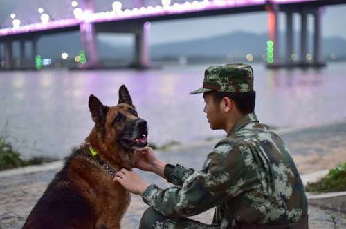 功勋犬去世 这群军人用最高礼节向其致敬