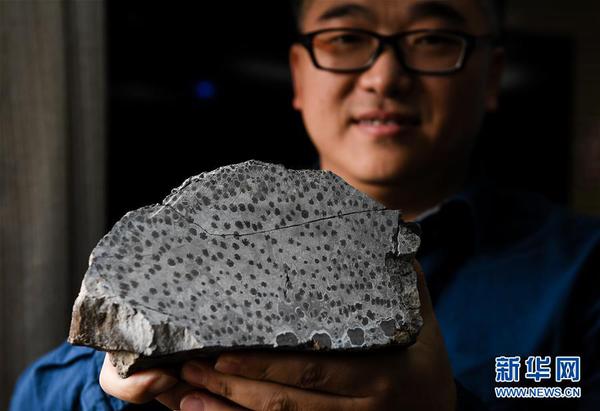 10月23日，牵头本次研究的中科院南京地质古生物研究所研究员徐洪河展示在我国新疆塔城地区发现的硅化保存的枝蕨类植物化石横截面。