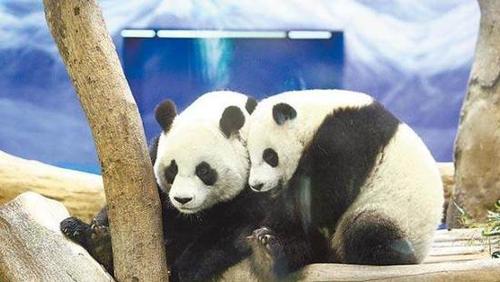 台北市立动物园架电网 大熊猫团团圆圆中招触电