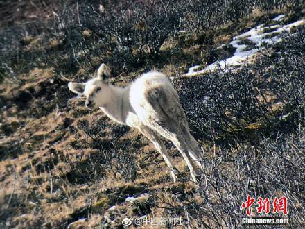 我国首次发现全身白雪色马鹿 专家:系基因突变