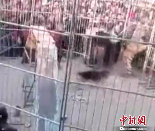 山西“马戏团老虎伤人”事件：马戏团违规操作被罚