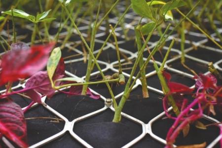 鲜花、绿草点缀的公厕。