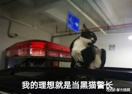 女孩把警察当黑猫警长 抓鼠失败竟吐槽:你们咋回事