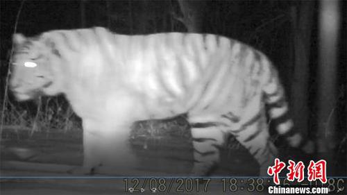 吉林天桥岭拍到野生东北虎视频：悠闲在雪地散步