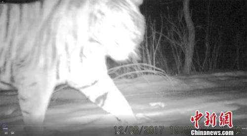 东北虎悠闲地在雪中散步。天桥岭林业局供图