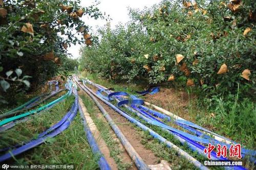 7月10日消息，近日，山东烟台。今春以来，烟台有效降雨偏少，旱情严重。干旱导致烟台地区当前186条河道断流，给农业生产带来影响。在山东省蓬莱市村里集镇古城李家村，农民在已经见底的池塘底部“水坑”中取水。图片来源：CFP视觉中国