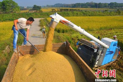 丰收了。　高晓平　摄