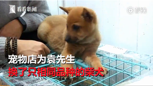 6000元柴犬摇身一变小土狗 宠物店拒退款:没逼他买
