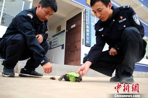 云南勐腊一男子在网上炫耀“招财龟”招来警察调查