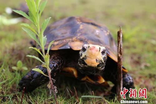 图为经鉴定为国家二级重点保护野生动物的凹甲陆龟。　解雄波 摄