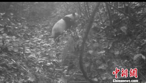 四川洪雅瓦屋山同一地点拍到野生大熊猫和扭角羚