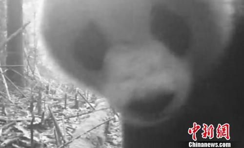 红外相机拍摄到的野生大熊猫。自然保护区 供图
