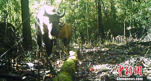 红外相机拍摄到的羚牛群。自然保护区 供图