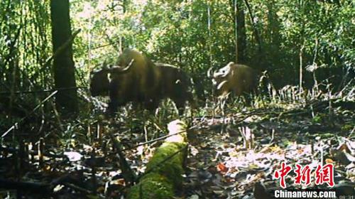 红外相机拍摄到的羚牛群。自然保护区 供图