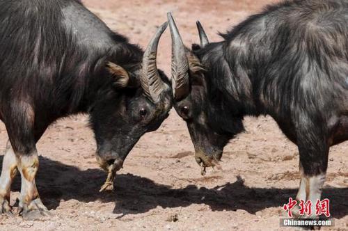 资料图：牛。 杨华峰 摄