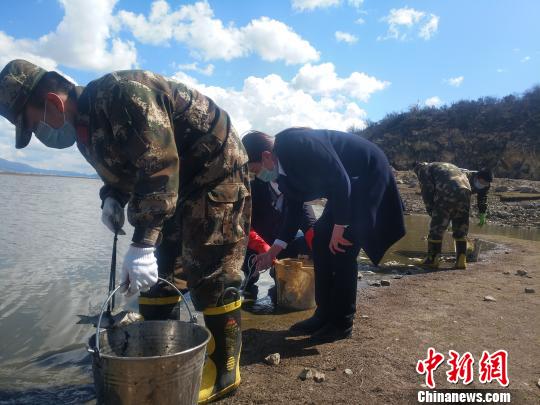 图为当地组织人员清理死鱼。　钟欣 摄