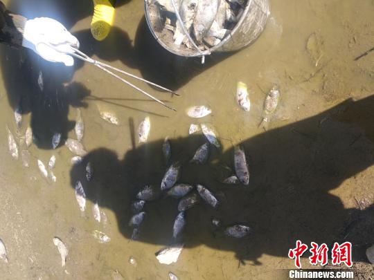 图为当地组织人员清理死鱼。　钟欣 摄
