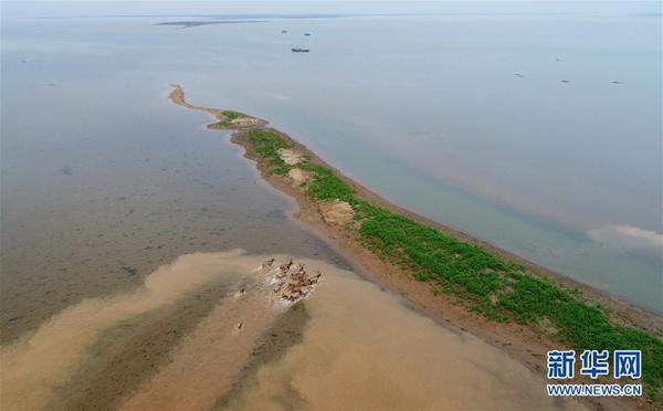 4月3日，麋鹿在鄱阳湖湿地上奔跑（无人机拍摄）。当日，47头麋鹿被野放至江西鄱阳湖湿地区域，这是在我国最大淡水湖鄱阳湖第一次野外放生麋鹿，意味着鄱阳湖区消失已久的麋鹿重新出现。2