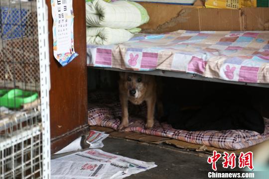 图为王艳芳收养的流浪狗。　张海雯 摄