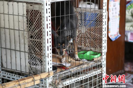 图为王艳芳收养的流浪狗。　张海雯 摄