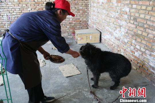 图为王艳芳给流浪狗喂食。　张海雯 摄