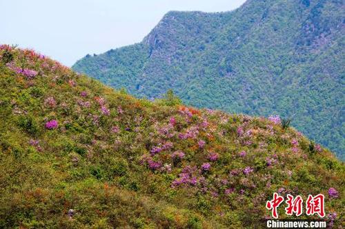 江西武宁高山杜鹃绽放赏花游客纷至沓来