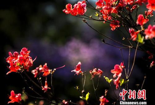 高山杜鹃争奇斗艳，美不胜收。　蒋德先　摄