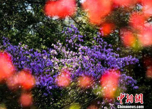 高山杜鹃争奇斗艳美不胜收。　蒋德先　摄