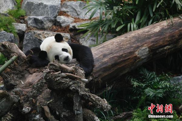 图为“大毛”正在休憩。