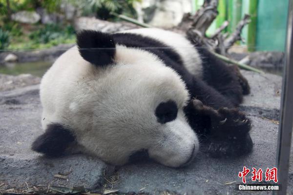 图为倒地呼呼大睡的“加盼盼”。
