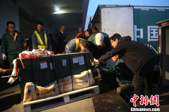 图为雪豹“凌雪”抵达西宁。　罗云鹏 摄