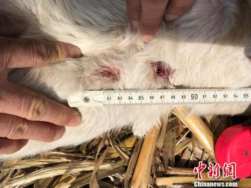 吉林珲春野生动物吃羊“元凶”找到：系东北豹